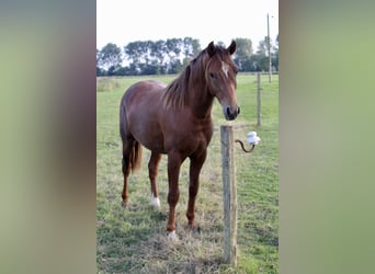 Duitse rijpony, Ruin, 2 Jaar, 146 cm, Donkere-vos