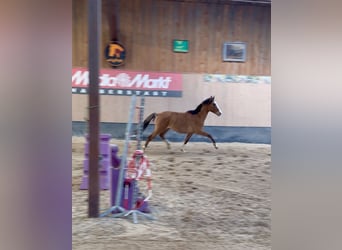 Duitse rijpony, Ruin, 2 Jaar, 146 cm, Falbe