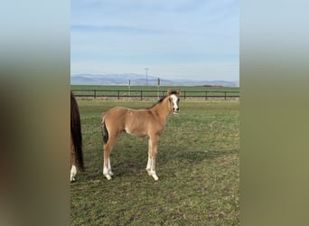 Duitse rijpony, Ruin, 2 Jaar, 146 cm, Falbe