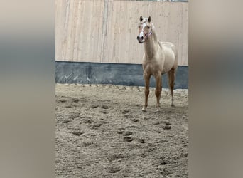 Duitse rijpony, Ruin, 2 Jaar, 146 cm, Palomino