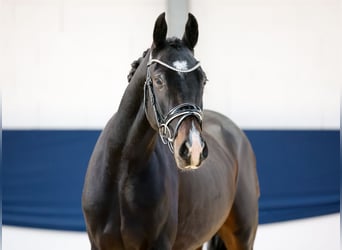 Duitse rijpony, Ruin, 2 Jaar, 148 cm, Donkerbruin