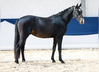 Duitse rijpony, Ruin, 2 Jaar, 148 cm, Donkerbruin