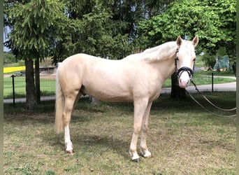 Duitse rijpony, Ruin, 2 Jaar, 149 cm, Palomino