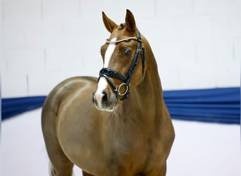 Duitse rijpony, Ruin, 2 Jaar, 149 cm, Vos