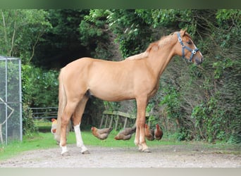 Duitse rijpony, Ruin, 2 Jaar, 150 cm, Red Dun