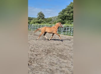 Duitse rijpony, Ruin, 2 Jaar, 150 cm, Red Dun