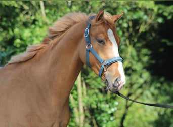 Duitse rijpony, Ruin, 2 Jaar, 150 cm, Red Dun