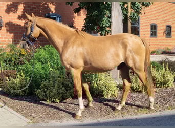 Duitse rijpony, Ruin, 2 Jaar, 152 cm, Falbe