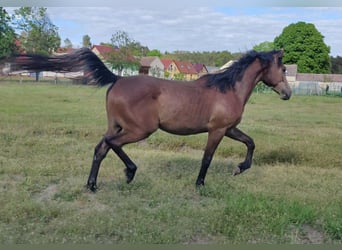 Duitse rijpony, Ruin, 2 Jaar, 156 cm, Schimmel