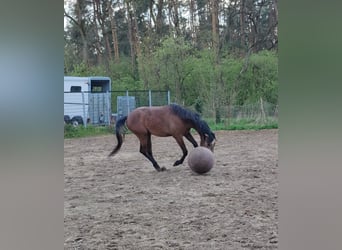 Duitse rijpony, Ruin, 2 Jaar, 159 cm