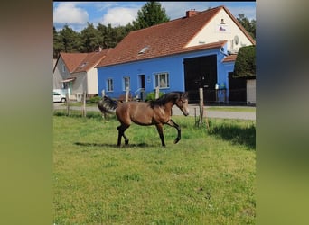 Duitse rijpony, Ruin, 2 Jaar, 159 cm