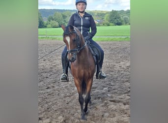 Duitse rijpony, Ruin, 3 Jaar, 135 cm, Bruin