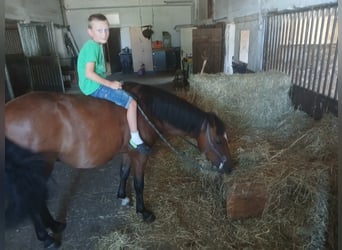 Duitse rijpony, Ruin, 3 Jaar, 135 cm, Bruin