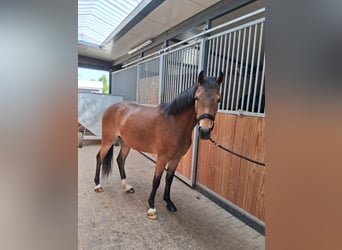 Duitse rijpony, Ruin, 3 Jaar, 136 cm, Bruin