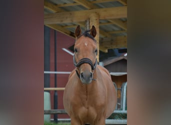 Duitse rijpony, Ruin, 3 Jaar, 136 cm, Bruin