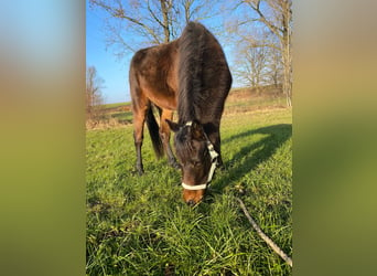 Duitse rijpony, Ruin, 3 Jaar, 137 cm, Donkerbruin