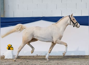 Duitse rijpony, Ruin, 3 Jaar, 138 cm, Palomino