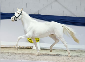 Duitse rijpony, Ruin, 3 Jaar, 139 cm, Cremello