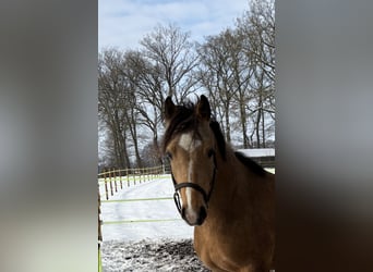 Duitse rijpony, Ruin, 3 Jaar, 140 cm, Falbe