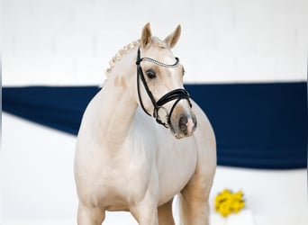 Duitse rijpony, Ruin, 3 Jaar, 140 cm, Palomino