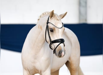 Duitse rijpony, Ruin, 3 Jaar, 140 cm, Palomino