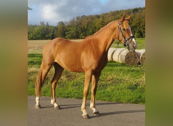 Duitse rijpony, Ruin, 3 Jaar, 140 cm, Vos