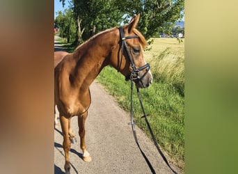 Duitse rijpony, Ruin, 3 Jaar, 140 cm, Vos