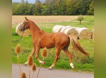 Duitse rijpony, Ruin, 3 Jaar, 140 cm, Vos