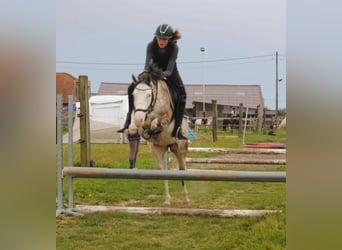 Duitse rijpony Mix, Ruin, 3 Jaar, 141 cm, Cremello