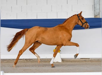 Duitse rijpony, Ruin, 3 Jaar, 141 cm, Vos