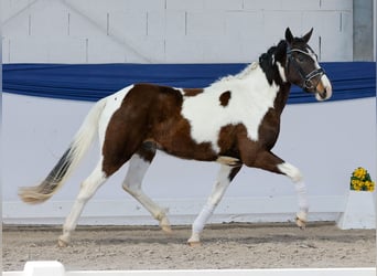 Duitse rijpony, Ruin, 3 Jaar, 142 cm, Gevlekt-paard
