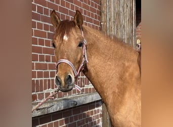 Duitse rijpony, Ruin, 3 Jaar, 142 cm, Red Dun