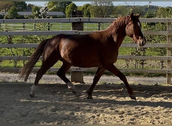 Duitse rijpony, Ruin, 3 Jaar, 142 cm, Vos