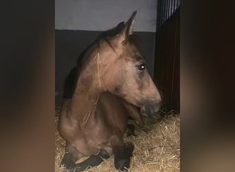 Duitse rijpony, Ruin, 3 Jaar, 143 cm, Buckskin