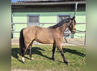 Duitse rijpony, Ruin, 3 Jaar, 143 cm, Buckskin