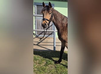 Duitse rijpony, Ruin, 3 Jaar, 143 cm, Buckskin