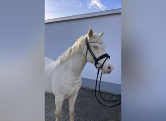 Duitse rijpony, Ruin, 3 Jaar, 143 cm, Cremello