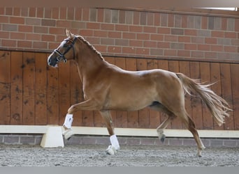 Duitse rijpony, Ruin, 3 Jaar, 143 cm, Falbe