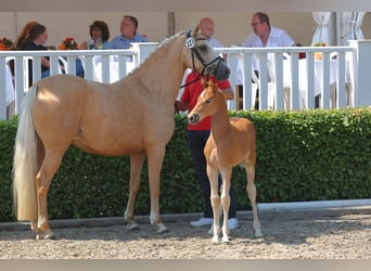 Duitse rijpony, Ruin, 3 Jaar, 143 cm, Falbe