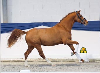 Duitse rijpony, Ruin, 3 Jaar, 143 cm, Vos