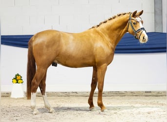 Duitse rijpony, Ruin, 3 Jaar, 143 cm, Vos