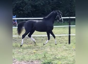 Duitse rijpony, Ruin, 3 Jaar, 143 cm, Zwart