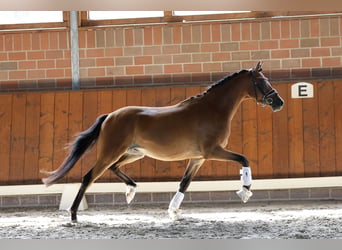 Duitse rijpony, Ruin, 3 Jaar, 144 cm, Bruin