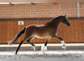 Duitse rijpony, Ruin, 3 Jaar, 144 cm, Bruin