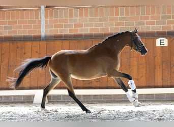 Duitse rijpony, Ruin, 3 Jaar, 144 cm, Bruin