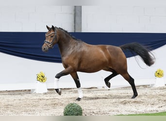 Duitse rijpony, Ruin, 3 Jaar, 144 cm, Bruin