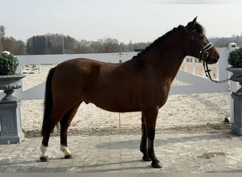 Duitse rijpony Mix, Ruin, 3 Jaar, 144 cm, Bruin