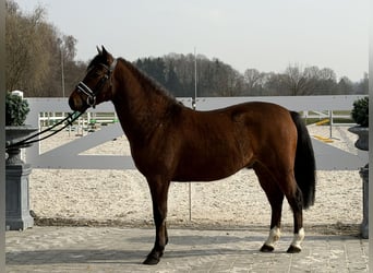 Duitse rijpony Mix, Ruin, 3 Jaar, 144 cm, Bruin