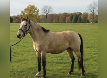 Duitse rijpony, Ruin, 3 Jaar, 144 cm, Buckskin