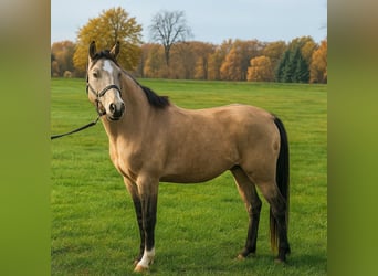 Duitse rijpony, Ruin, 3 Jaar, 144 cm, Buckskin